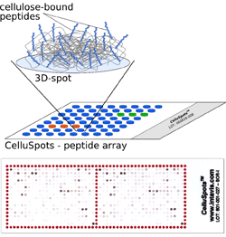 INTAVIS PEPTIDES CelluSpots - Custom Peptide Arrays From Membranes to Mini- and Micro-Arrays